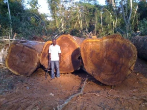 A grade okan wood logs