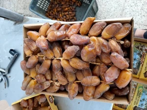 Branched date Deglet Nour