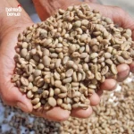 Sumatra Robusta Coffee Beans Lampung