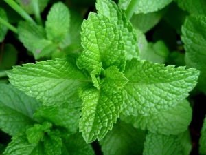 Mint Leaf Powder, Mentha