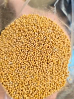 Edible Mustard Seeds for sale in bulk