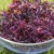 Import High Quality Purple Irish SeaMoss - Wildcrafted Sea Moss - Raw Dried Sea Moss No Salt/ Salt from Vietnam