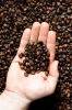 Organic Coffee Beans