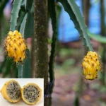Dragon Fruit from Ecuador
