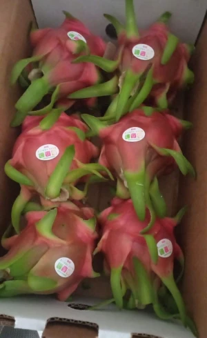 Pitahaya, pitaya, dragonfruit, dragon fruit