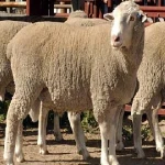 Live Merino and Dorper sheep , Ram for sale