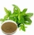Import Mint Extract (MENTHA PIPERITA POWDER EXTRACT) from Pakistan