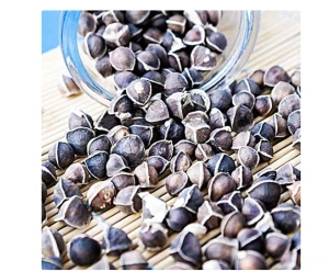 Moringa Oleifera Seeds, Moringa seeds PKM 1, Moringa Seed PKM 2, Moringa Seeds. free shipping worldwide