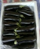 long eggplant