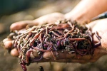 earthworm