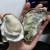 Import Fresh oyster from Korea from South Korea