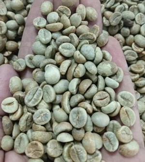 Premium Robusta Coffee Beans – Bold Flavor & High Caffeine Content