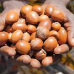 High-quality shea seeds – Shea Seeds