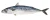 Import FROZEN HORSE MACKEREL WHOLE ROUND from USA