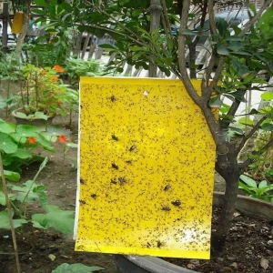 yellow  sticky trap