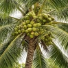 Pure Cold Pressed Coconut Oil – Coastal Karnataka