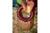 Tropical Pitcher Plant
