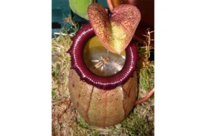 Tropical Pitcher Plant