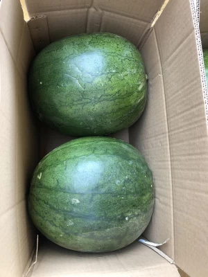 High quality Egyptian red sweet water melon wholesale fresh watermelon