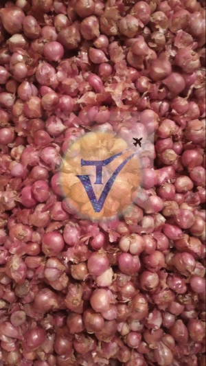Sambar onion / Indian small onion exporter