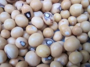 Buy Bambara Nuts from Tropical Plants (Nig) Limited, Nigeria ...