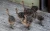 Import Healthy ostrich chicks  and eggs for sale from Cameroon