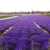 100% natural high quality Xinjiang production lavender flowers dried