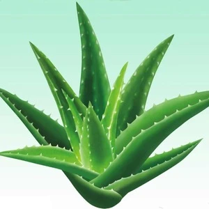 100% pure essential oil health Natural Aloe Vera Oil