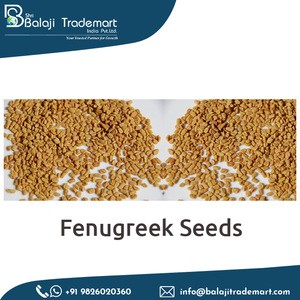 100% Pure Natural Bulk New Crop Indian Fenugreek Seed for Wholesale
