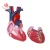 Import 2 Parts Anatomical human teaching plastic medical heart model from China