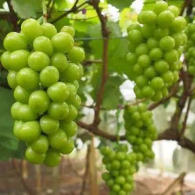 2020 Hot Sell Fresh Sweet Shine Muscat Green Grapes in Bulk