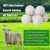 Import 2022 bestseller amazon organic handmade 100% new zealand wool dryer balls in stock from China