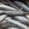 400-600g seafrozen mackerel ice fish