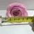 Import 5-6CM Light Purple Preserved Fresh Roses Flowers for Home Decoration from China