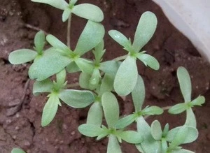 500g NON-GMO crowndaisy chrysanthemum for Vegetable Seeds