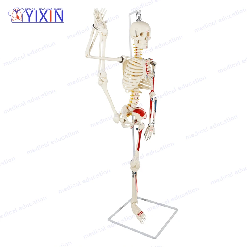 85cm Flexible Hanging Human Skeleton Model with Spine Nerves and Half Muscle Painting Numbers for Medical Science Teaching