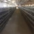 Import A Type 600birds Hot Galvanized Egg Laying Quail Poultry Cage For Hen Quail Farm from China