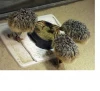 Affordable Hatching Healthy Ostrich Chicks/ Live Ostrich chicks for sale