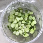 Anubias nana variegated- InVitro plants