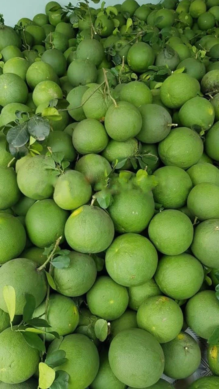 Best Fresh Round Fruit Green Skin Pomelo type 3 100% Maturity And Size 15cm From Vietnam