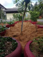 Best Price High Quality  Natural Organic Reusable Coconut Fibre With 10 To 25 CM Fiber Length