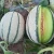 Import Best Quality Hybrid F1 Heat Resistant Sweet Melon Seeds For Planting Green Pearl from China