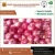 Import Best Quality Widely Selling Fresh India Onion from India