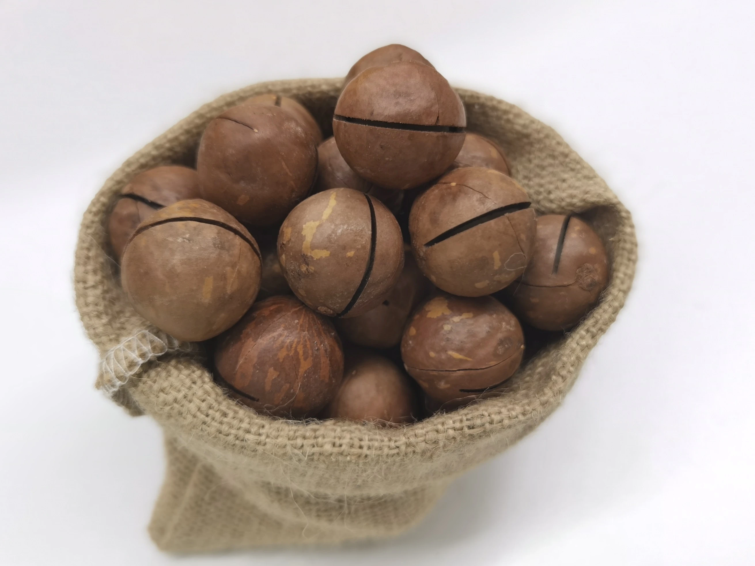 Best Selling Raw Roasted Macadamia Nut