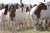 Import Boer Goats Holstein heifers Cows Camels Sheep for sale from Ukraine