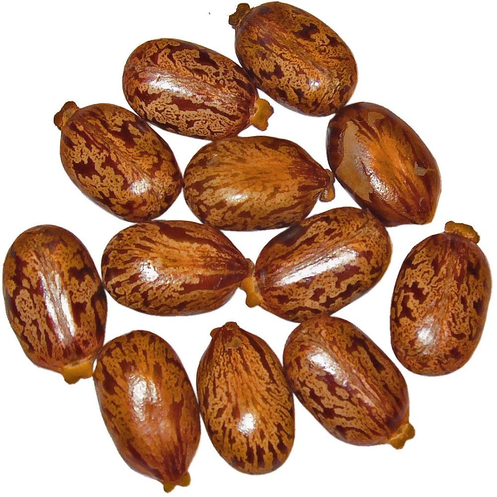 Certified Castor Natural Seeds for sale from Brazil