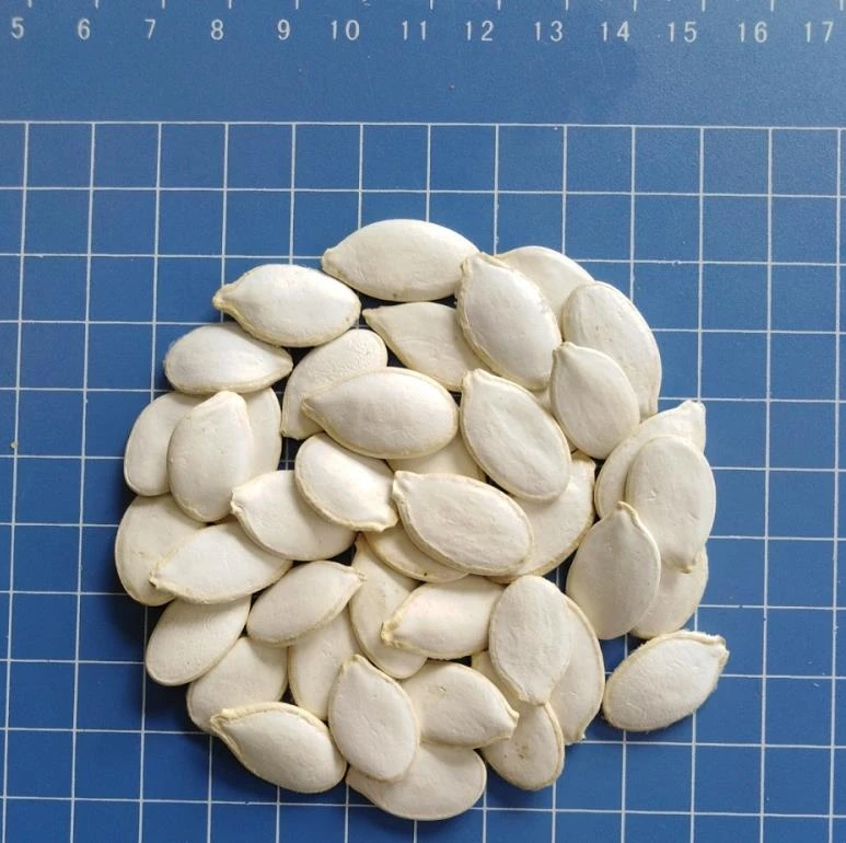cheap best quality pumpkin seeds without shell snow white price