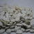 Import cheap hulled snow white pumpkin seed kernels wholesale from China