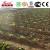 Import China Supplier Drip Irrigation Pipes and Fittings for Agricultural and Garden from China