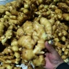 Chinese mature fresh ginger